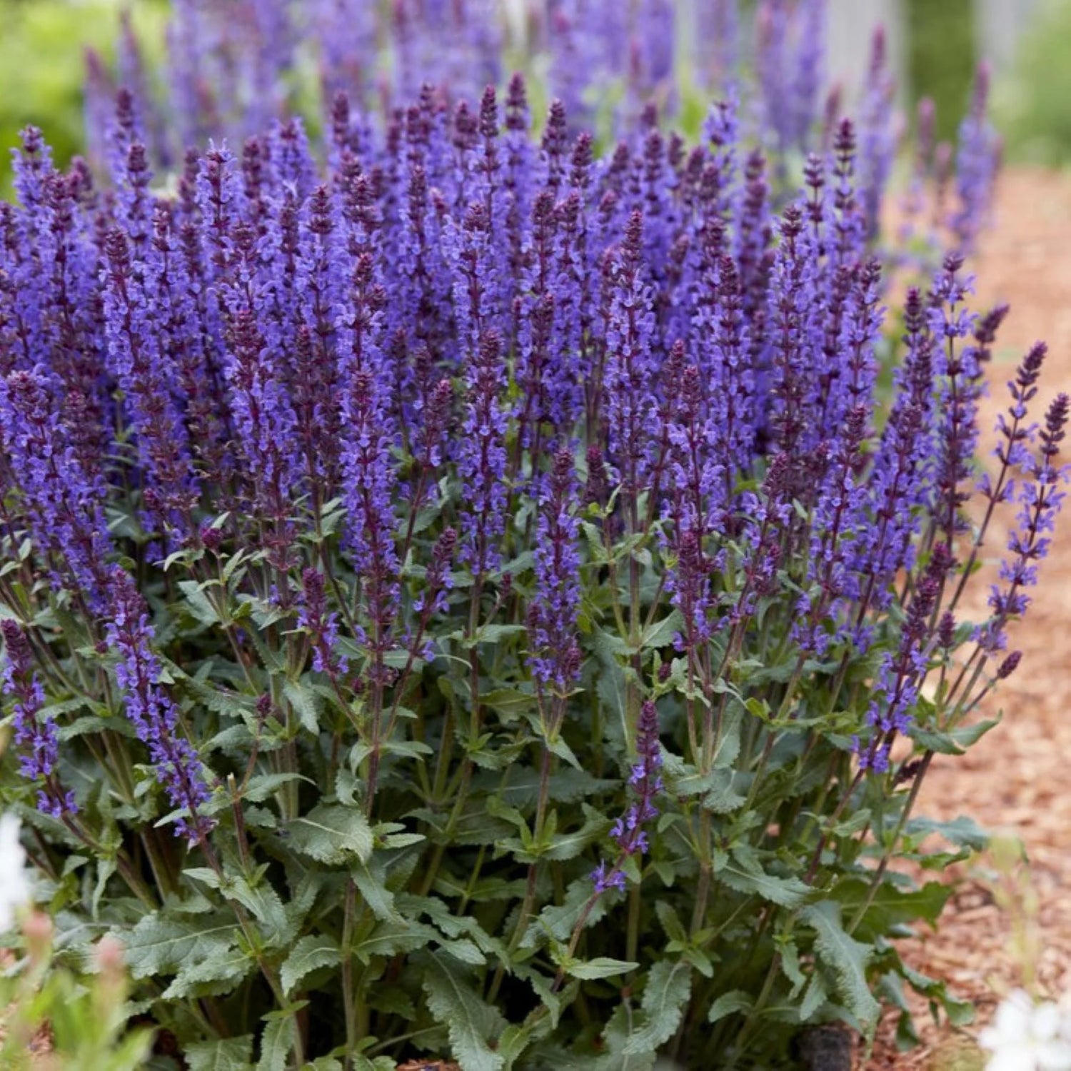 Salvia nemorosa &
