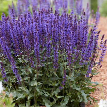 Salvia nemorosa &