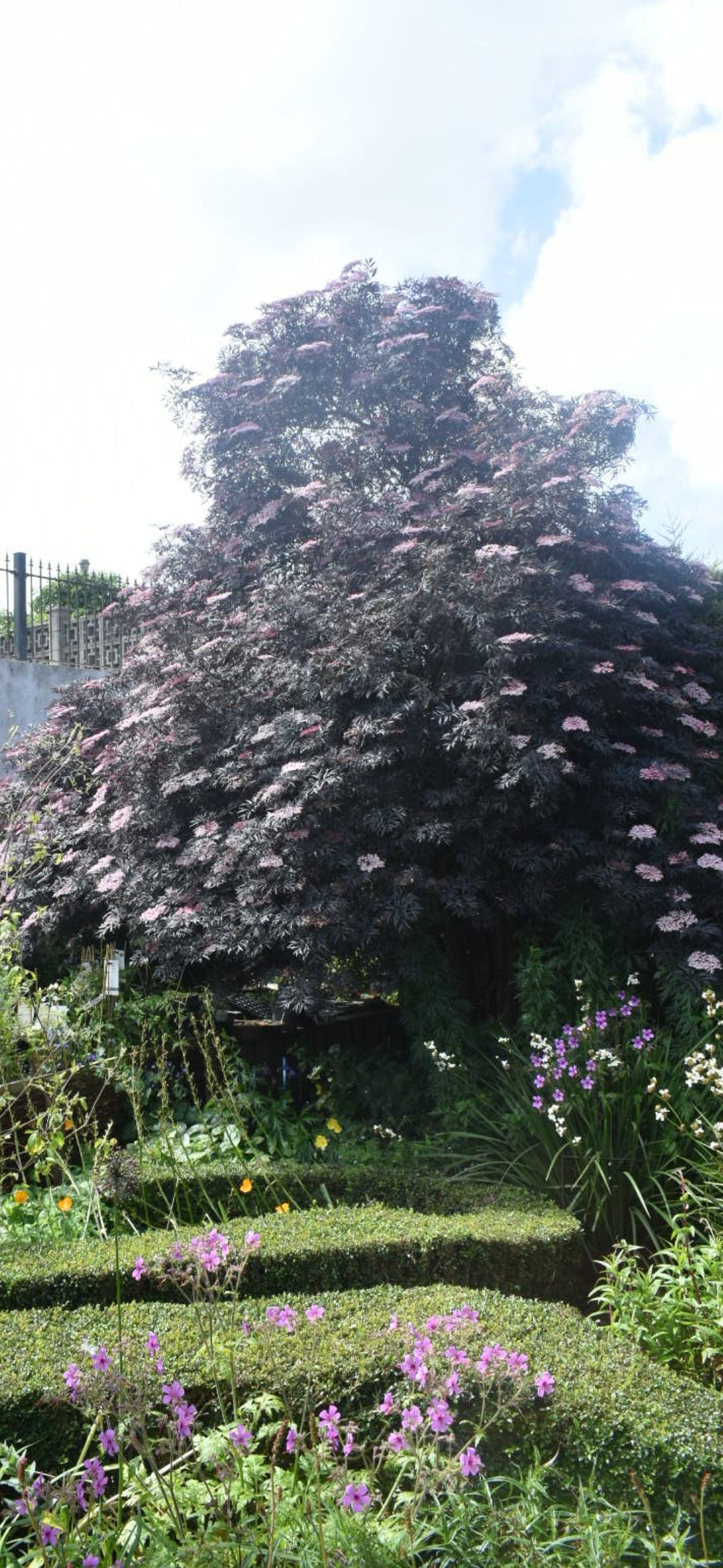 Soc negru "Black Lace" / Sambucus nigra "Black Lace"/
