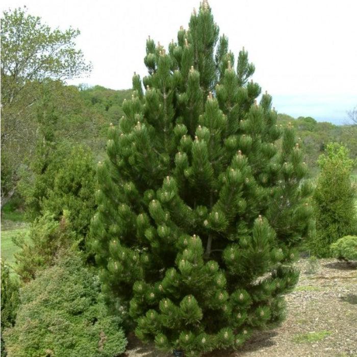 Pin negru "Oregon Green" 1.70 - 2.00 m / Pinus nigra "Oregon Green" / gradina-noastra