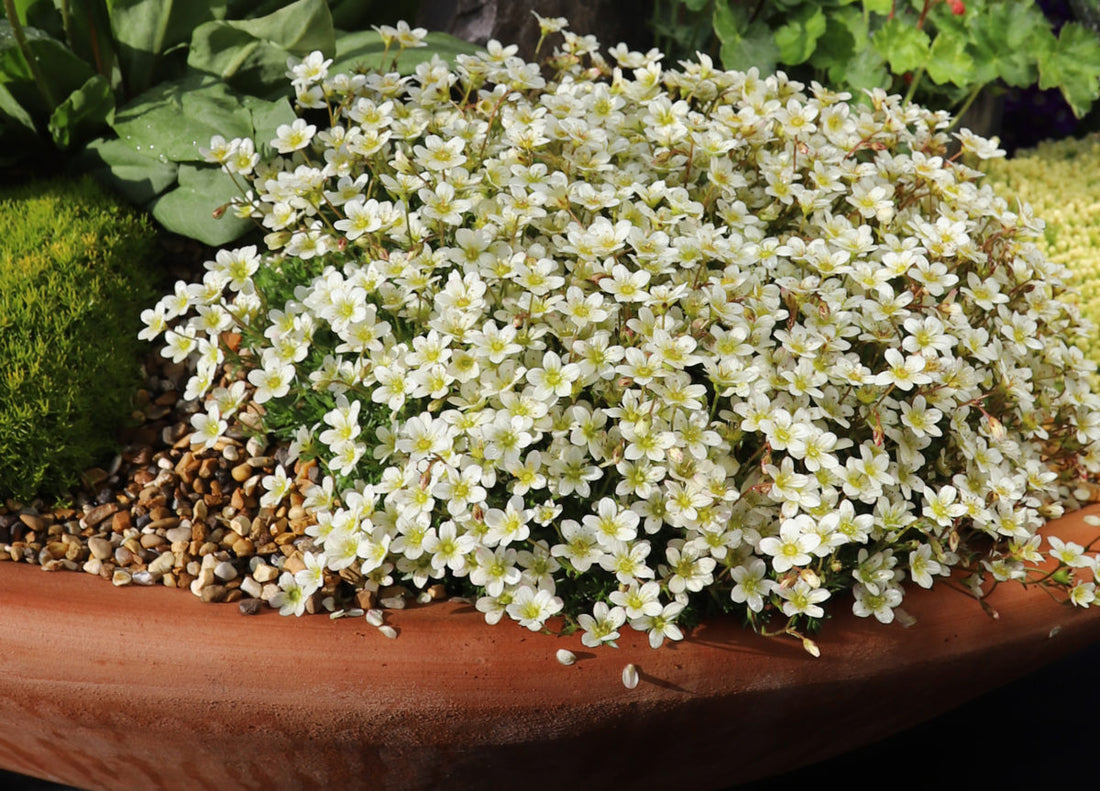 Saxifraga moschata "White Pixie" by Gradina Noastra