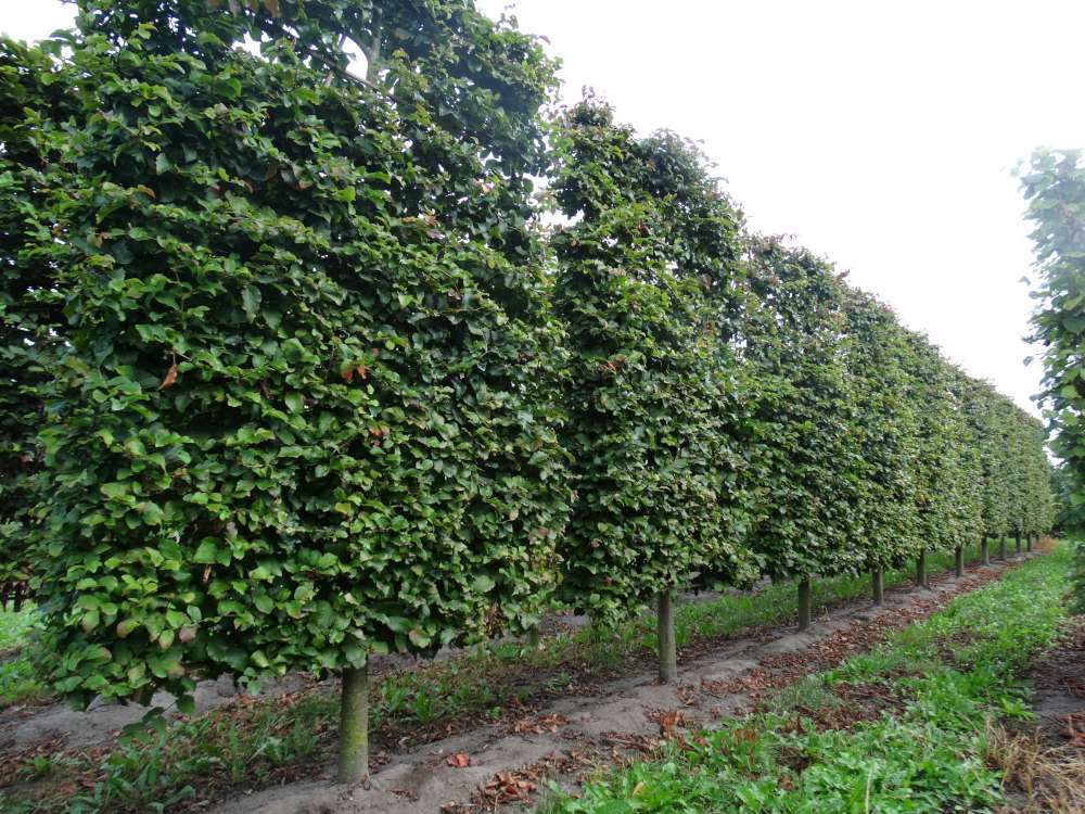 Arborele de Fier Persan palier / Parrotia persica / by gradina-noastra