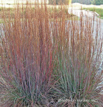 Schizachyrium scoparium "Ha Ha Tonka" - Gradina Noastra