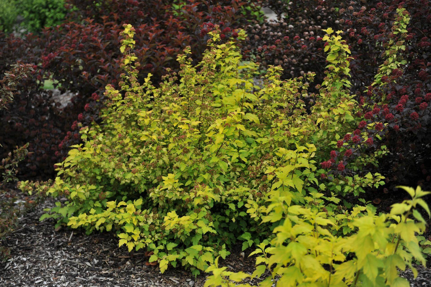 Physocarpus "Dart&
