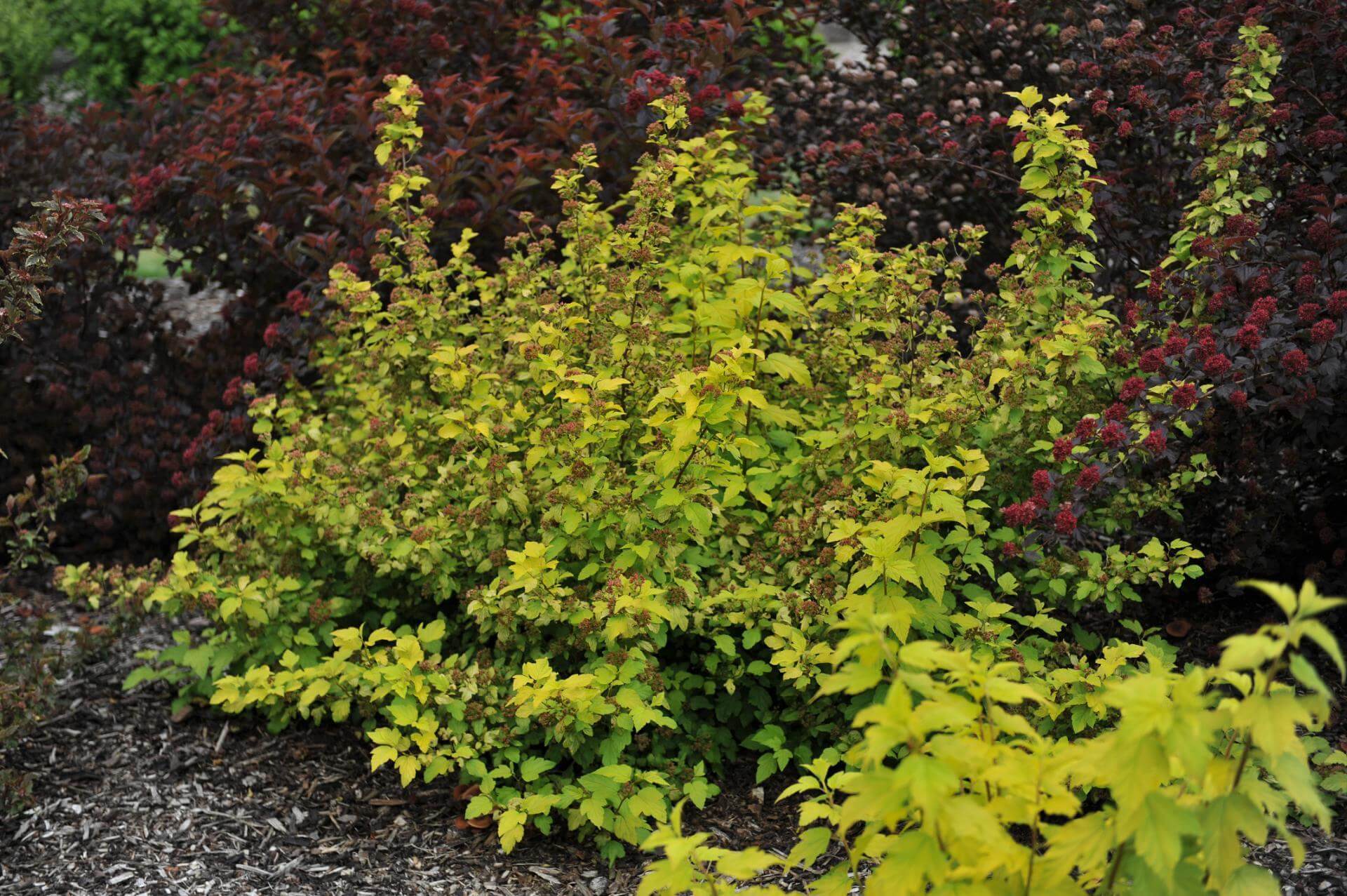 Physocarpus "Dart&