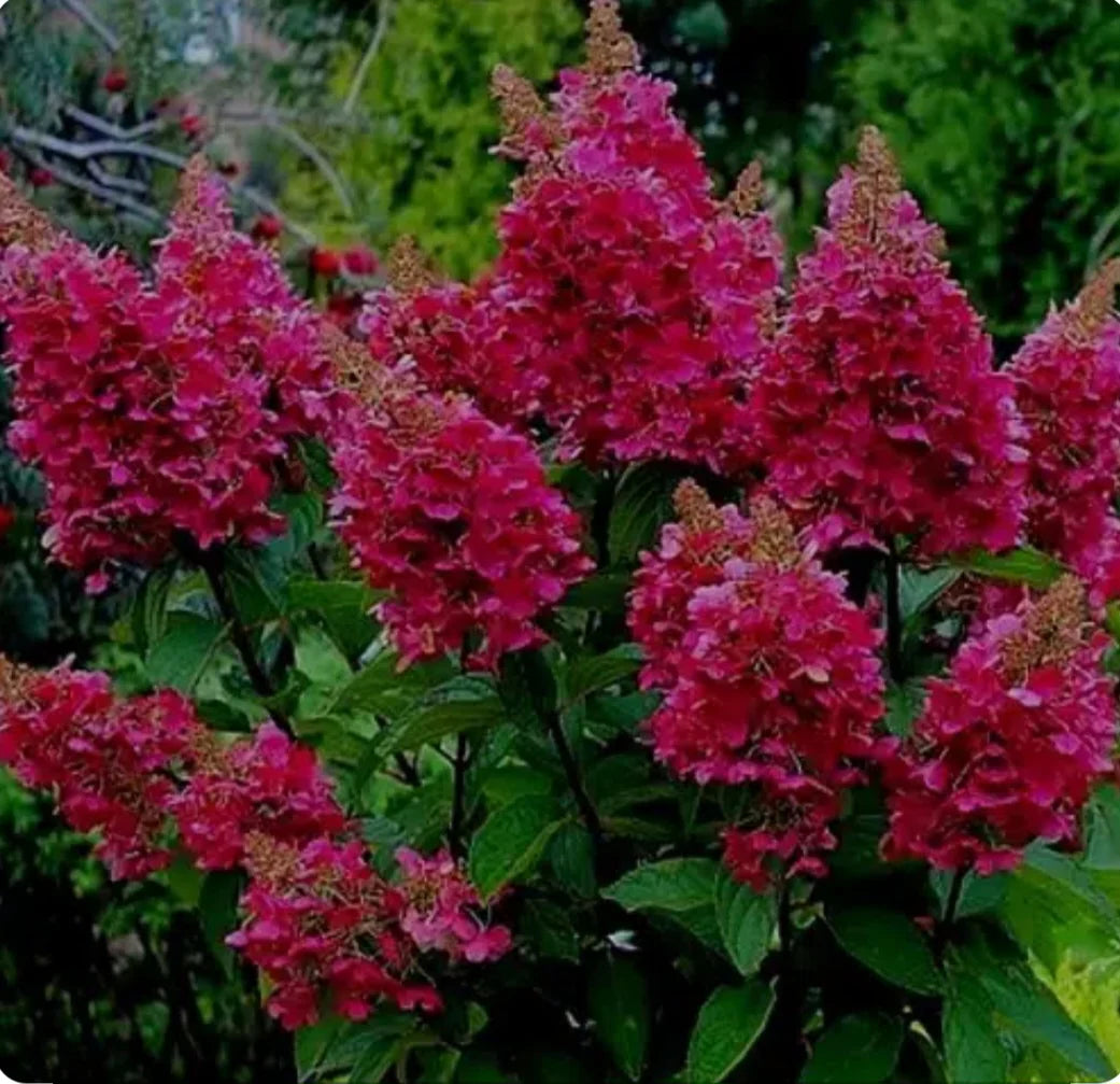 Hortensia paniculata &quot;Wim&