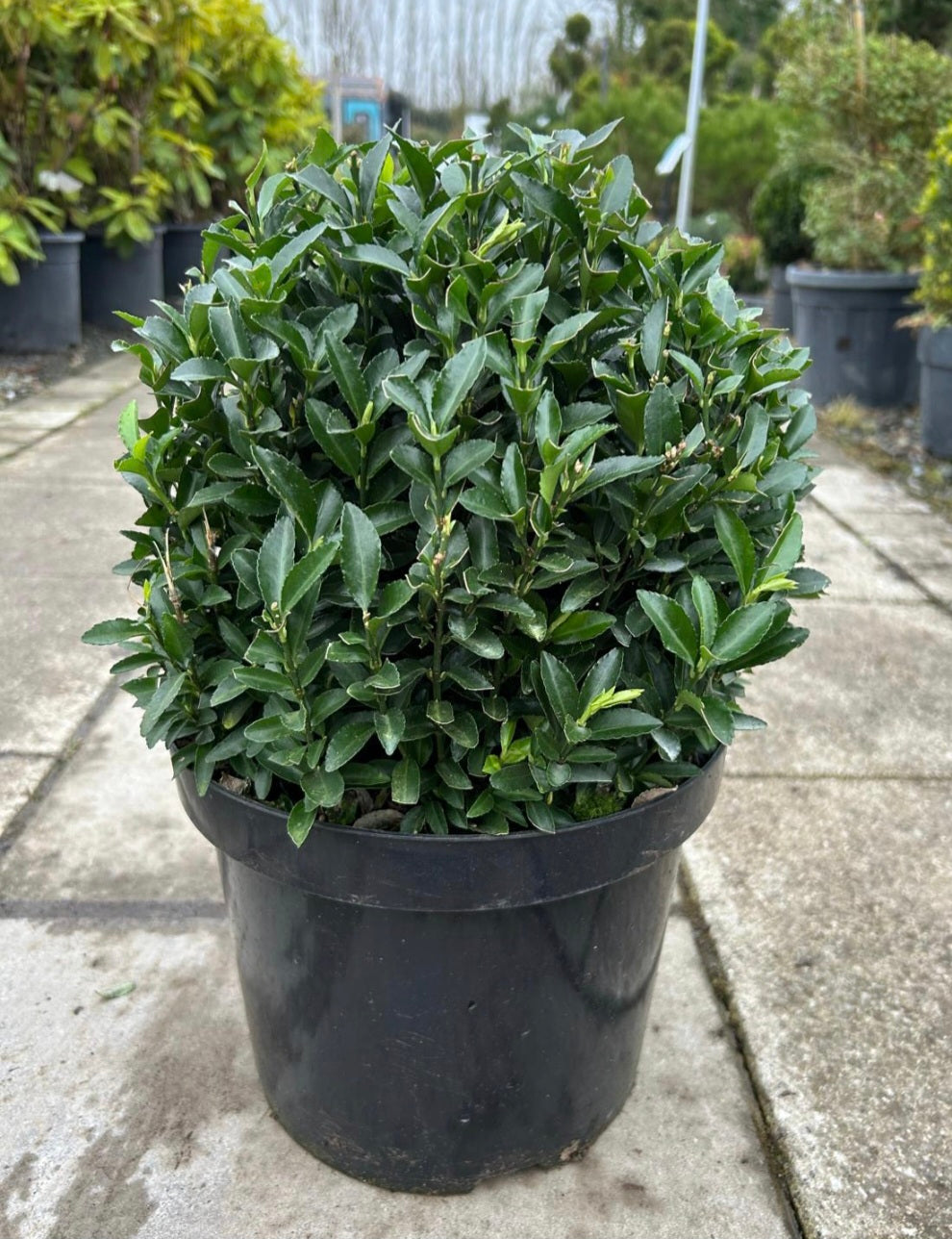 Salba japoneza "Green Spire"minge / Euonymus japonicus "Green Spire"/