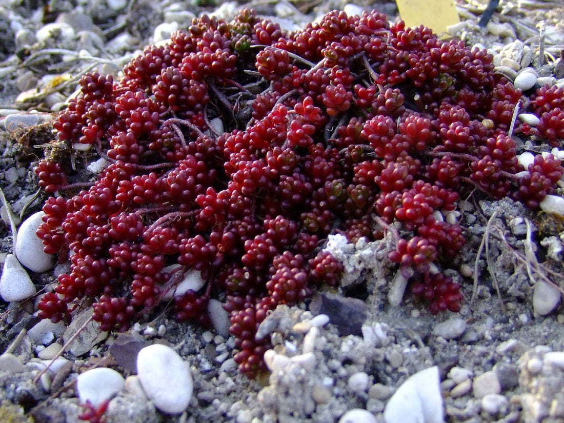 Iarba grasa "Murale" 0.10 - 0.20 m / Sedum album "Murale"/ - Gradina Noastra