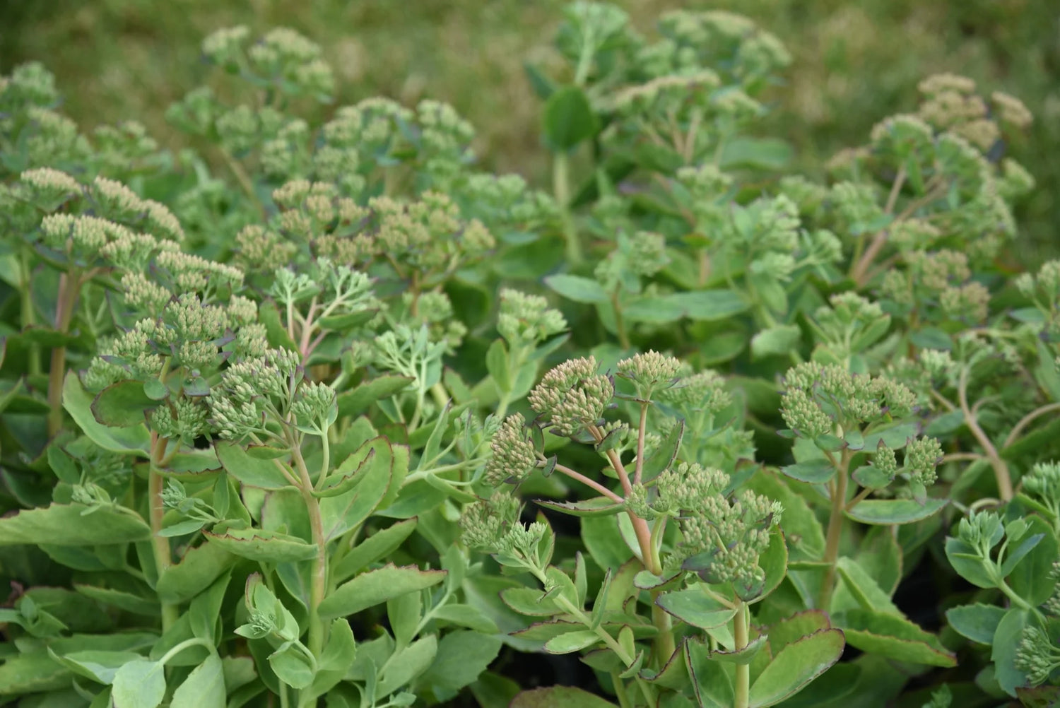 Iarba grasa "Carl"/ Sedum spectabile "Carl"/