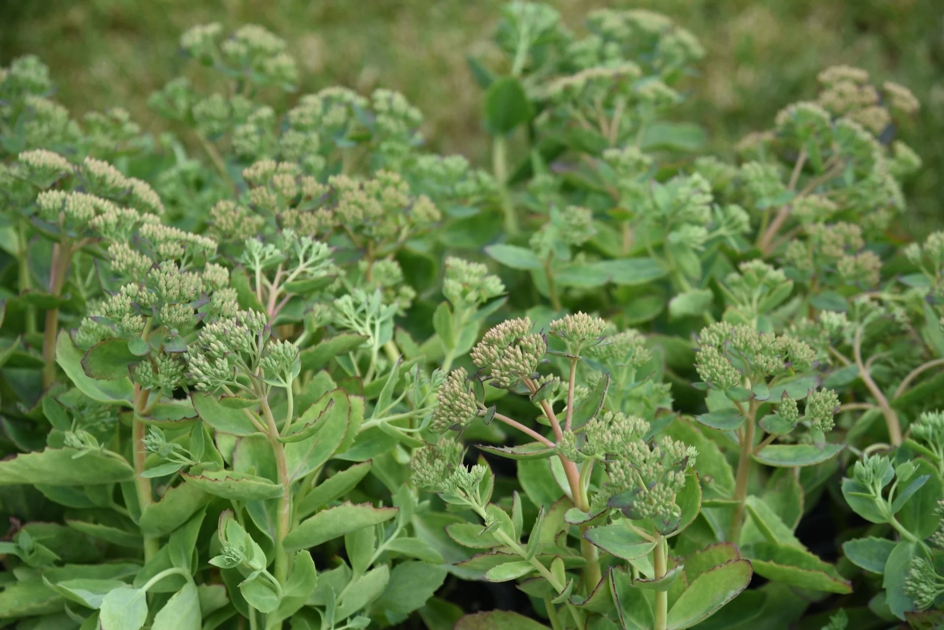 Iarba grasa "Carl"/ Sedum spectabile "Carl"/