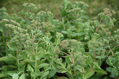Iarba grasa "Carl"/ Sedum spectabile "Carl"/