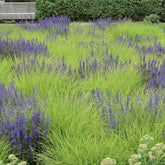 Sesleria autumnalis - Gradina Noastra