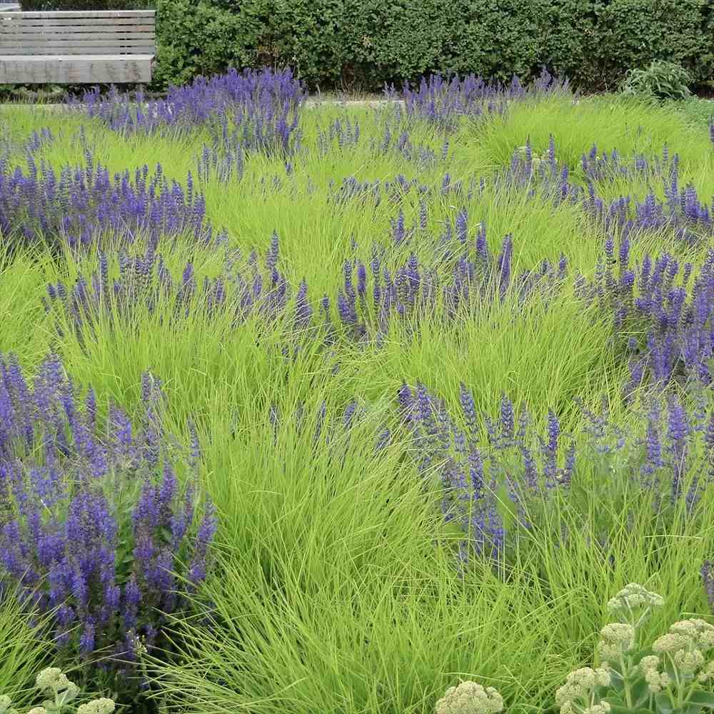 Sesleria autumnalis - Gradina Noastra