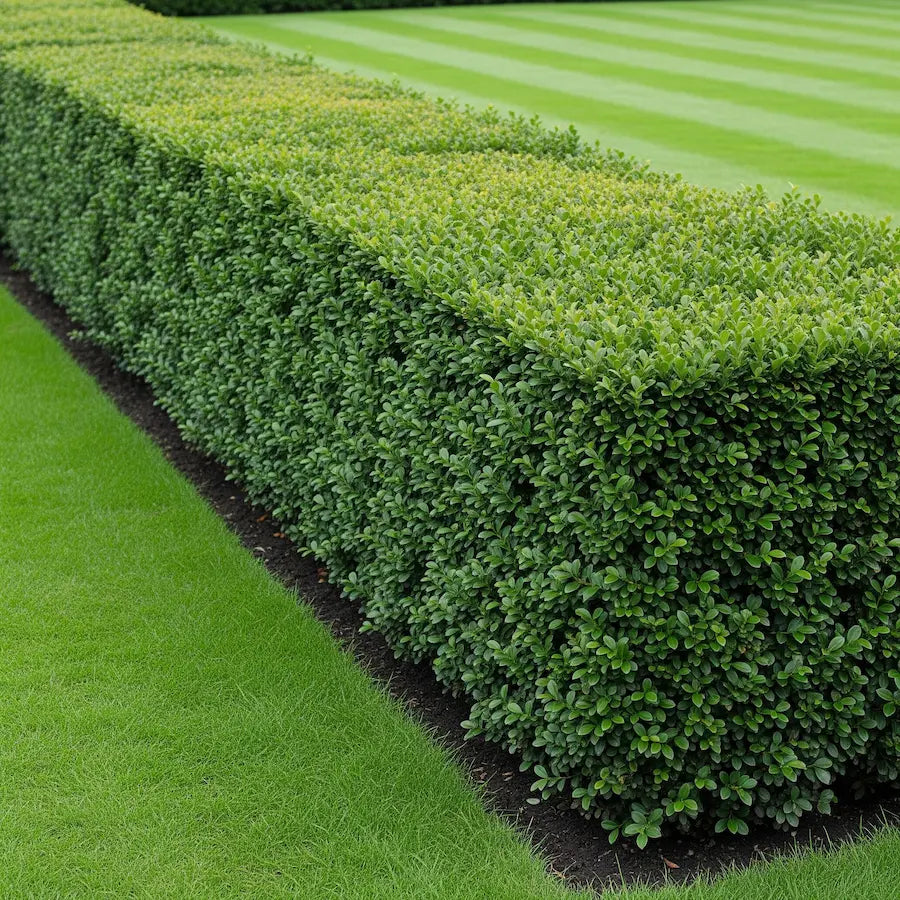 Buxus "Faulkner" tufa / Buxus microphylla"Faulkner"/