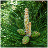 Pin negru austriac arbore / Pinus nigra austriaca / - Gradina Noastra