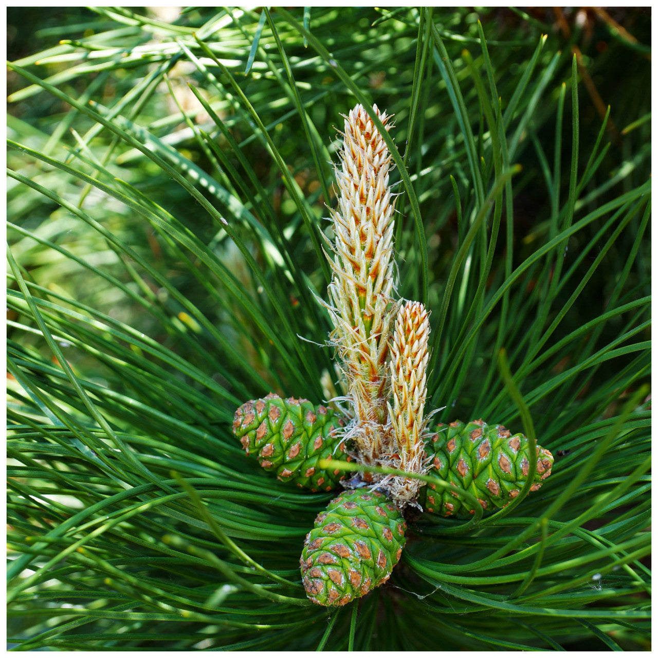 Pin negru austriac arbore / Pinus nigra austriaca / - Gradina Noastra