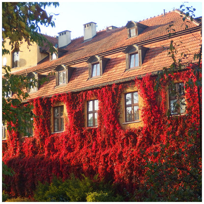 Viță de Canada 0.50 m / Parthenocissus mix /