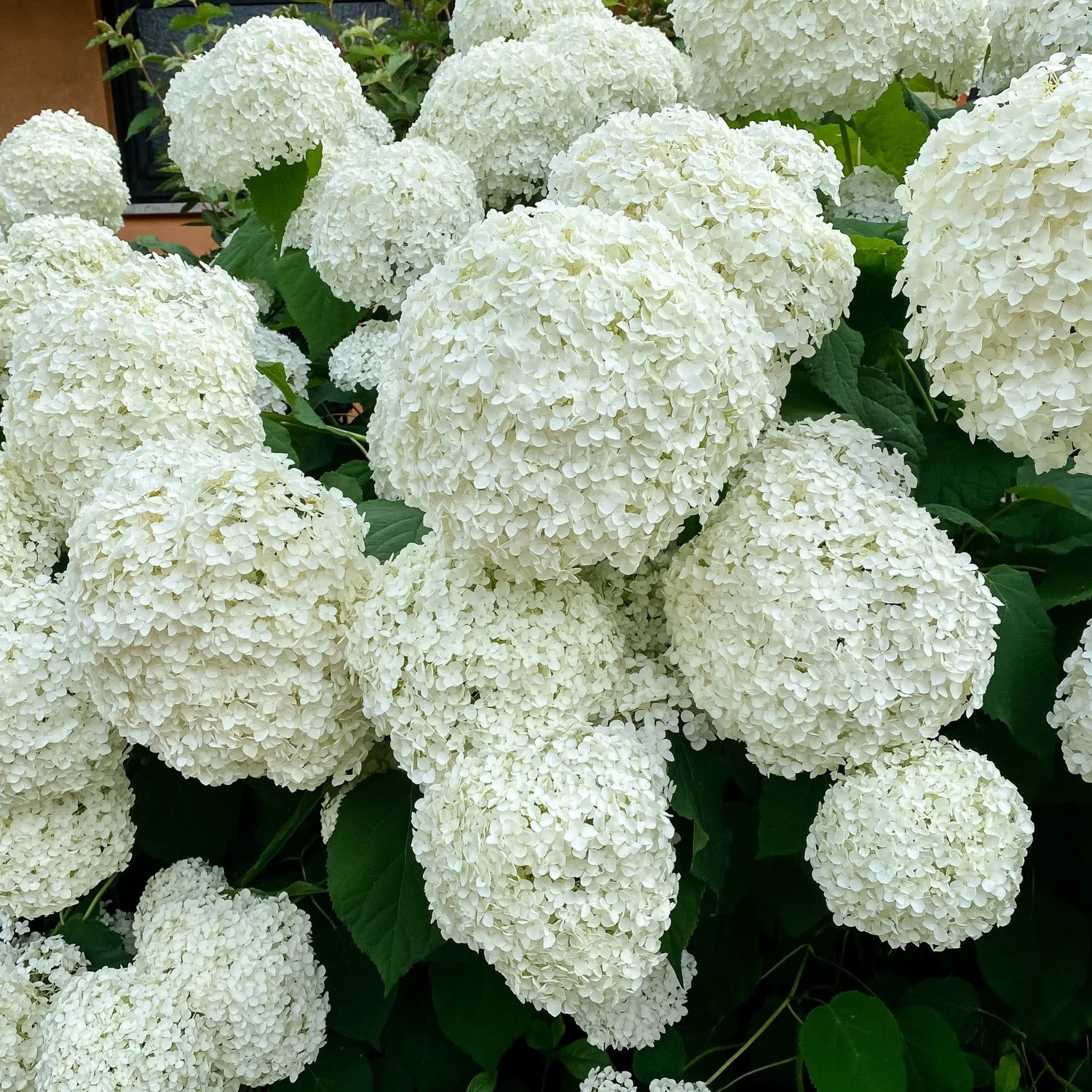 Hortensia " Bellaragazza Blanchetta" / Hydrangea arborescens "Bellaragazza Blanchetta"/