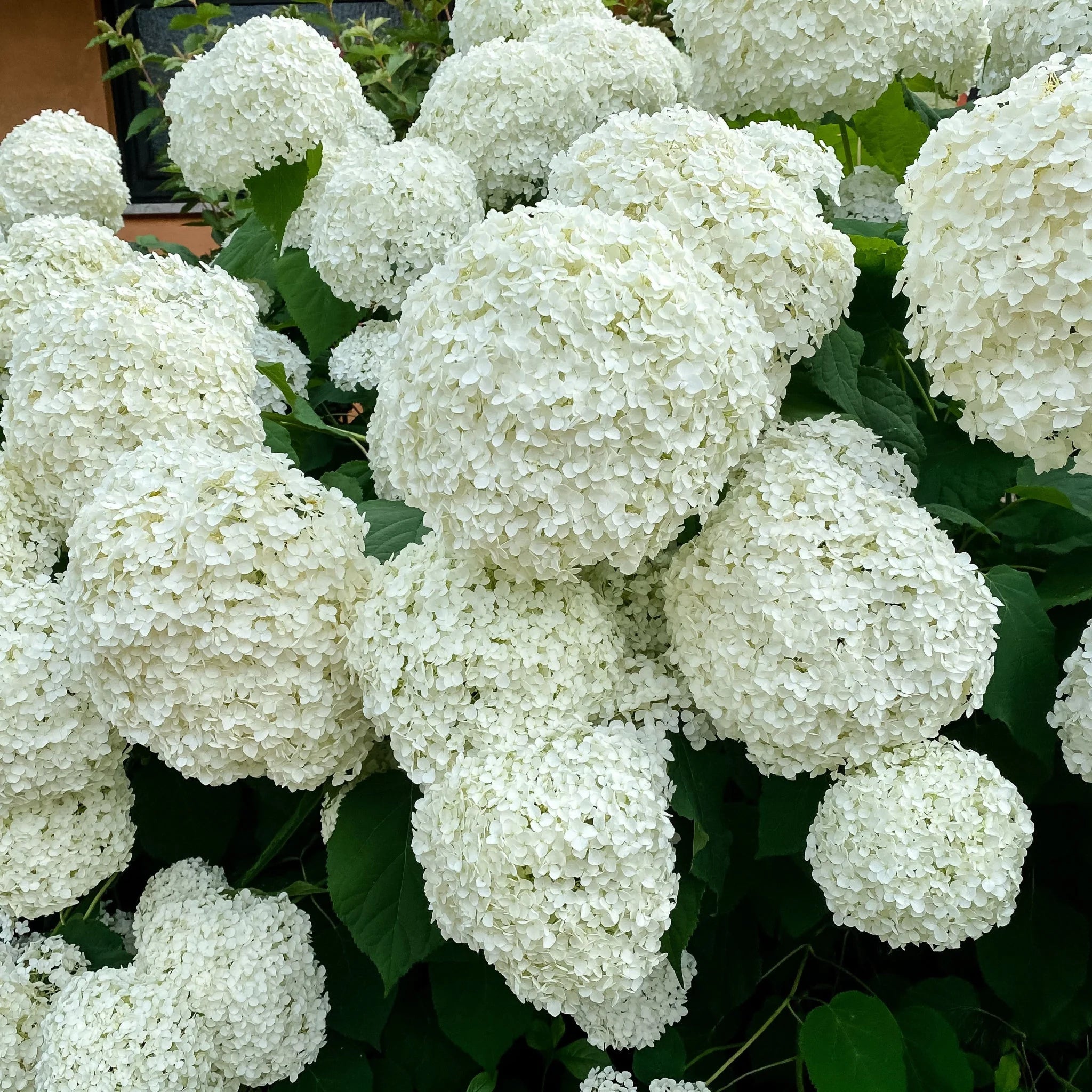 Hortensia " Bellaragazza Blanchetta" / Hydrangea arborescens "Bellaragazza Blanchetta"/