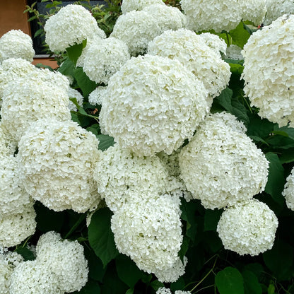 Hortensia " Bellaragazza Blanchetta" / Hydrangea arborescens "Bellaragazza Blanchetta"/