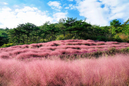 Muhlenbergia capillaris / Muhlenbergia capillaris/ - Gradina Noastra