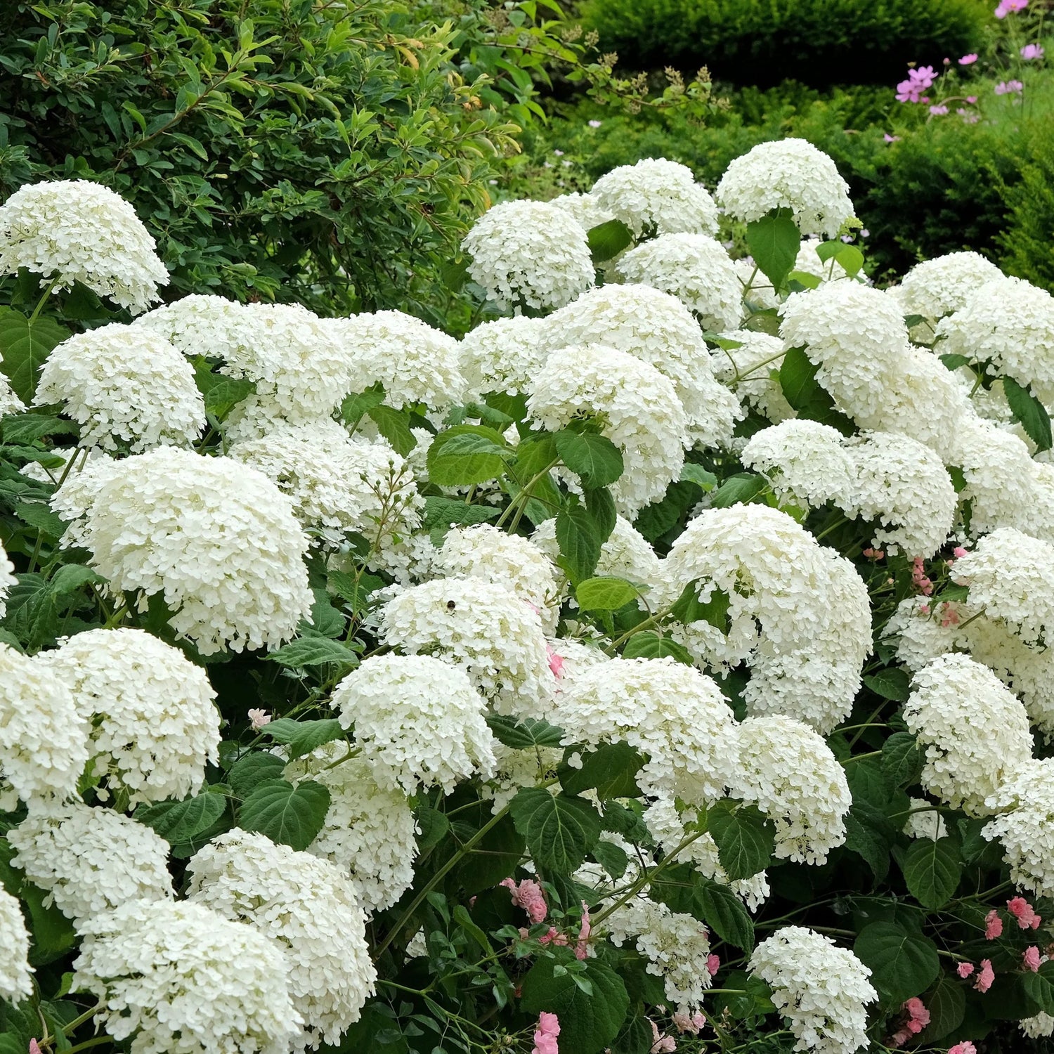 Hydrangea &quot;Maman Rose&quot; 0.50 - 0.70 m / Hydrangea macr. &quot;Mother Rose&quot;/