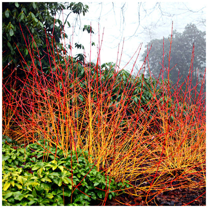 Sanger „Midwinter Fire”  / Cornus sanguinea „Midwinter Fire”/
