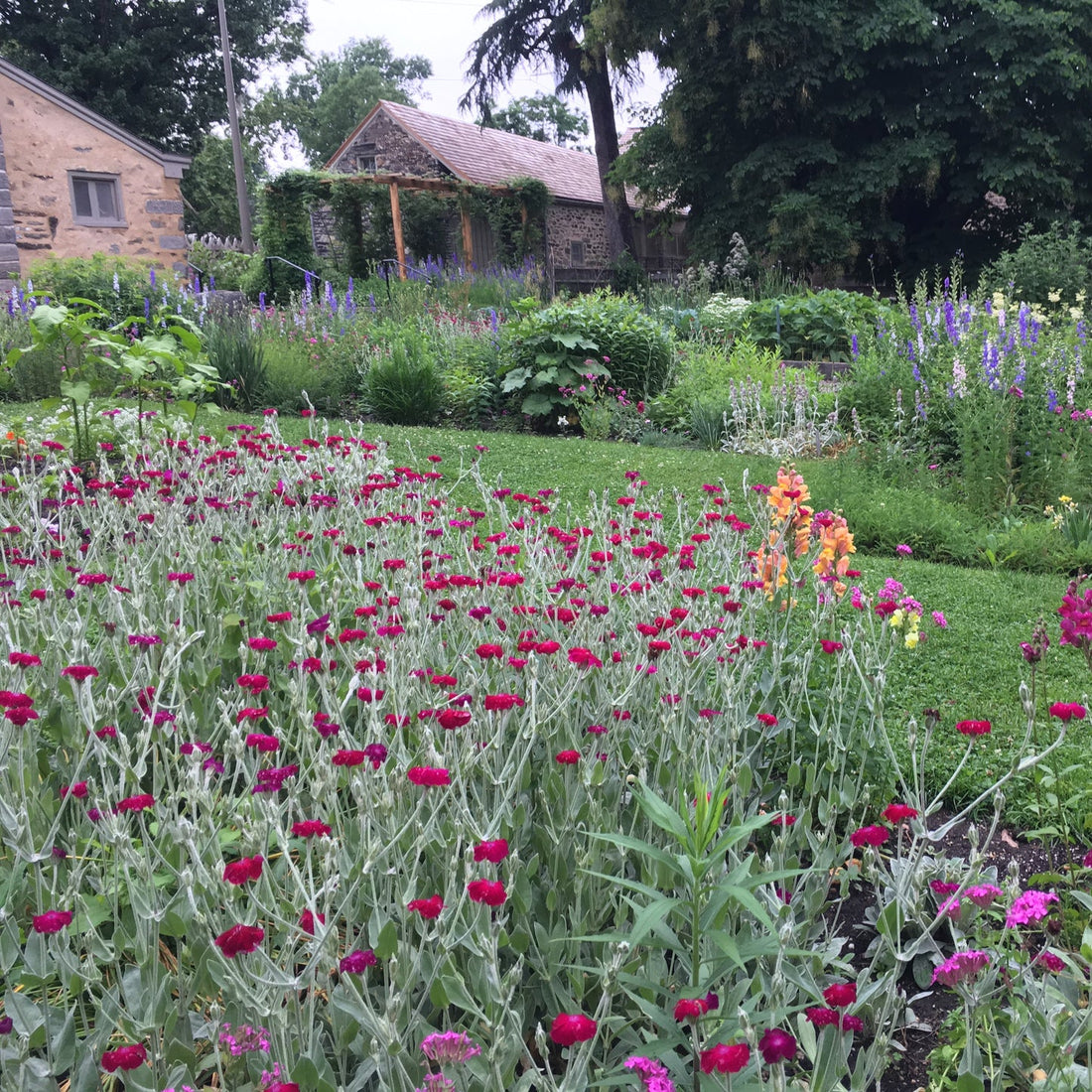 Lychnis coronaria "Atrosanguinea" by Gradina Noastra