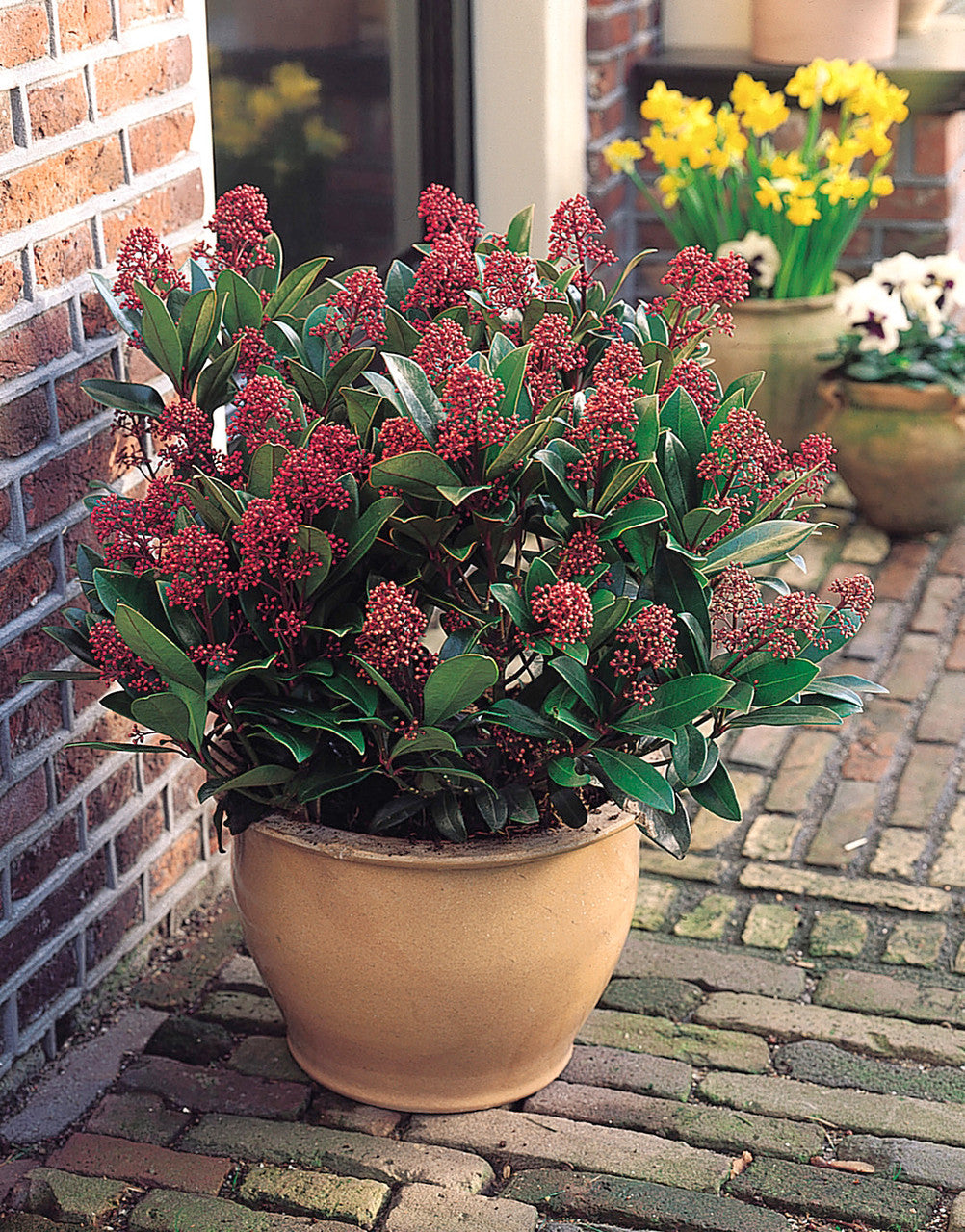 Liliac japonez "Rubella" / Skimmia japonica "Rubella"/