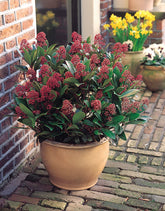 Liliac japonez "Rubella" / Skimmia japonica "Rubella"/ - Gradina Noastra