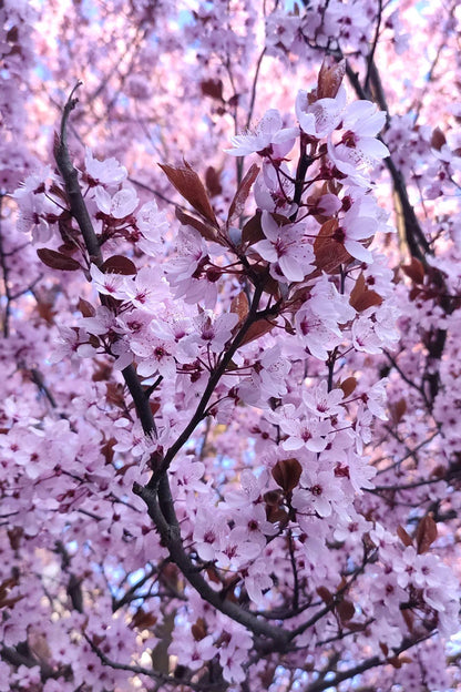 Corcodus rosu "Pissardii" arbore /  Prunus cerasifera "Pisardii" /