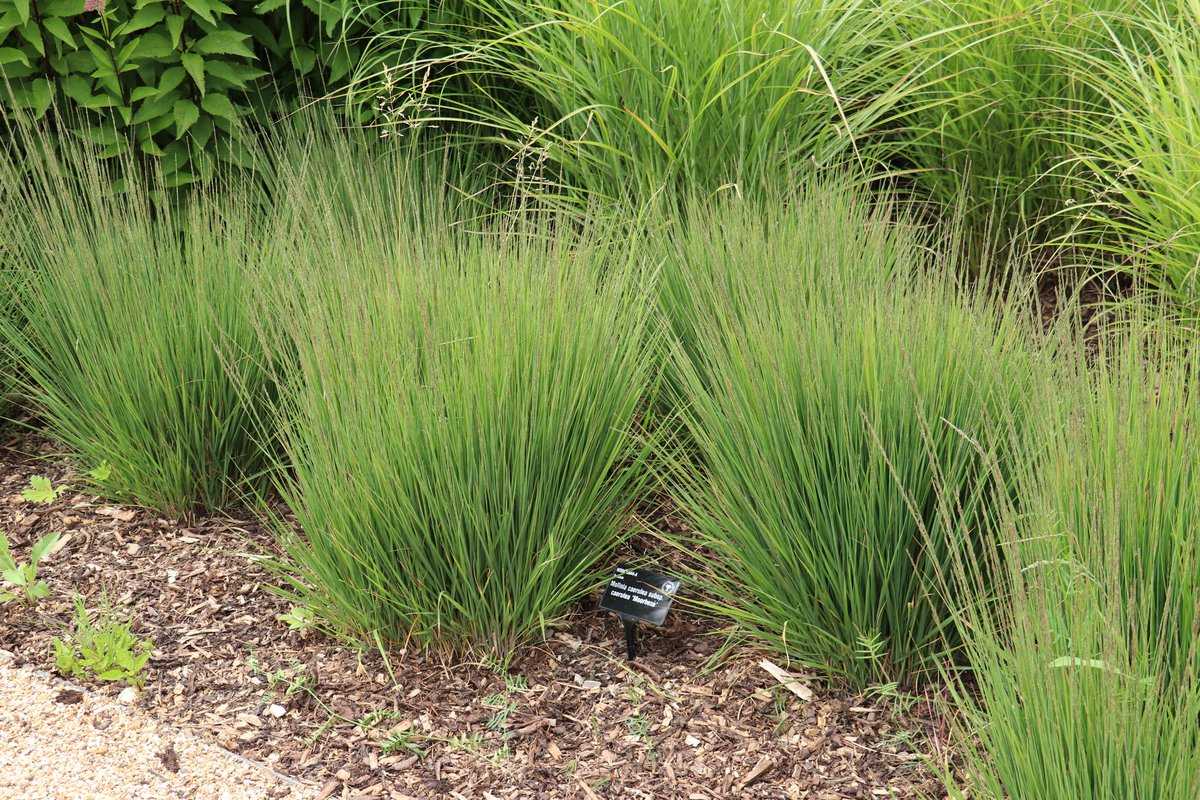 Molinia caerulea "Moorhexe"