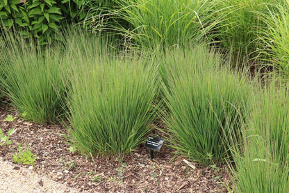 Molinia caerulea "Moorhexe"