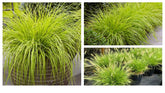 Pennisetum alopecuroides "JS Jommenik" - Gradina Noastra