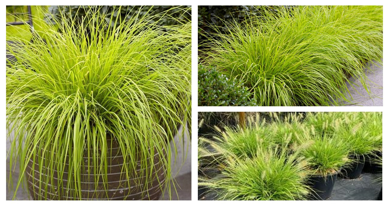 Pennisetum alopecuroides "JS Jommenik" - Gradina Noastra