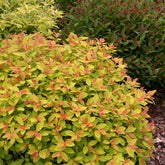 Spiraea japonica "Double Play® Big Bang"/ Cununita "Double Play® Big Bang" / - Gradina Noastra