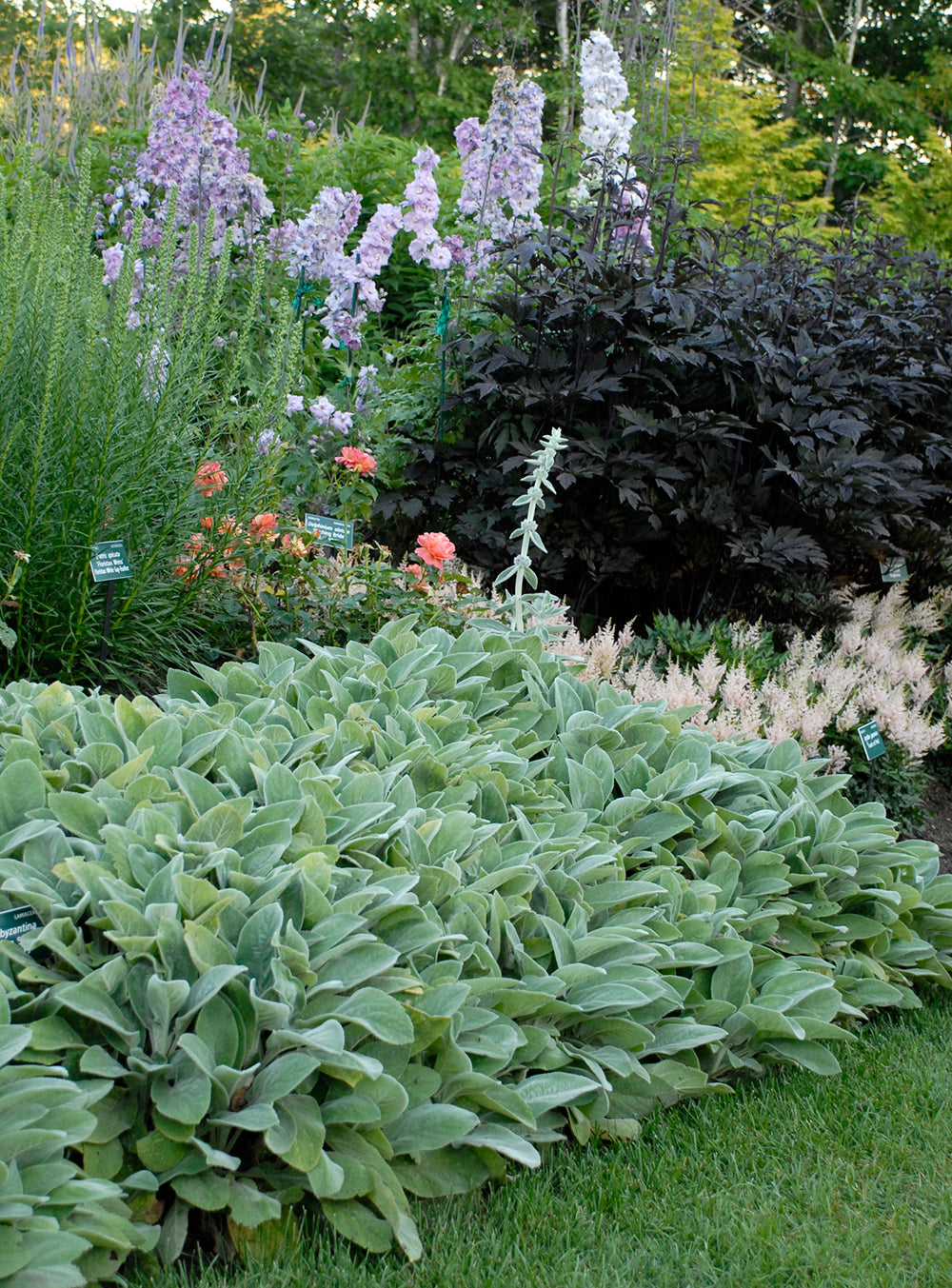 Stachys byzantina 0.10 - 0.20 m - Gradina Noastra