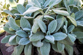 Stachys byzantina - Gradina Noastra