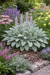 Stachys byzantina - Gradina Noastra