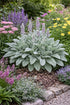 Stachys byzantina - Gradina Noastra