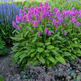 Stachys monieri "Hummelo" - Gradina Noastra