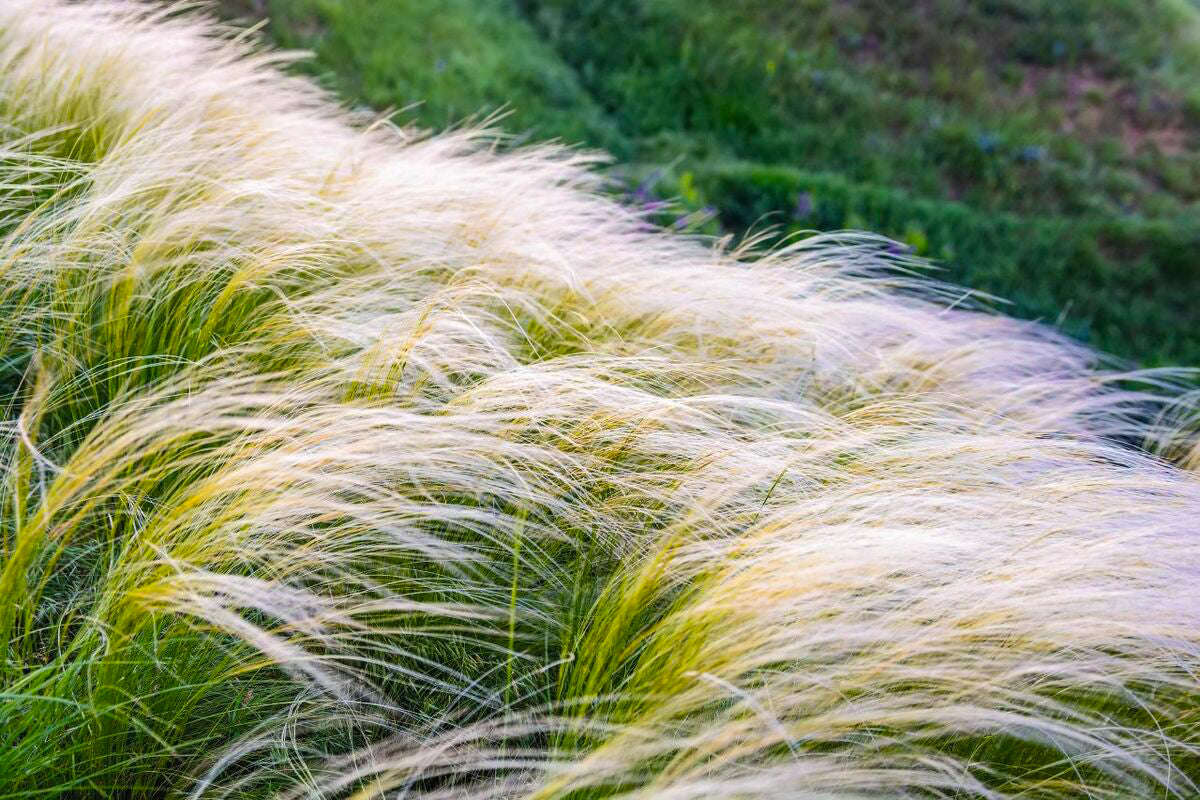 Stipa tenuissima "Pony Tails"