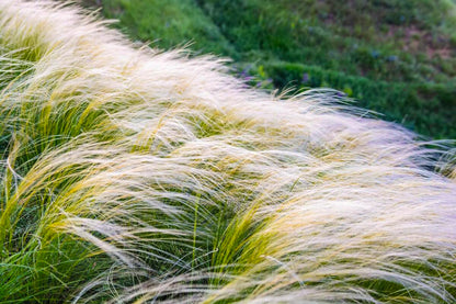 Stipa tenuissima "Pony Tails"
