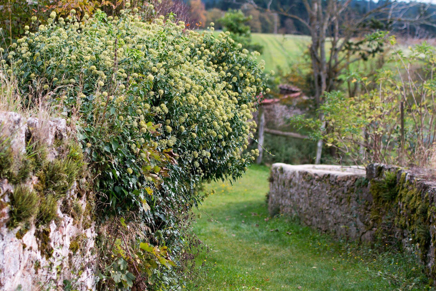 Iedera "Arborescens" / Hedera helix "Arborescens"/