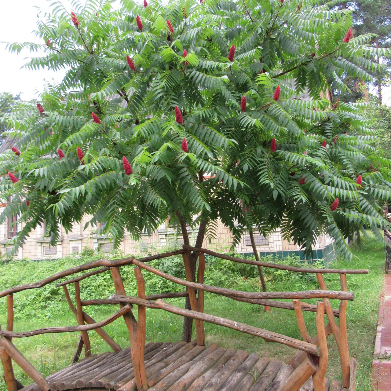 Otetar rosu "Dissecta" arbore / Rhus typhina "Dissecta" /