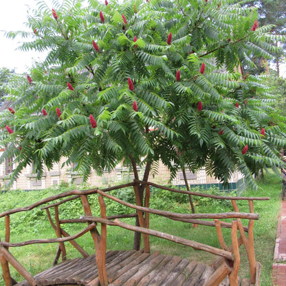 Otetar rosu "Dissecta" arbore / Rhus typhina "Dissecta" /