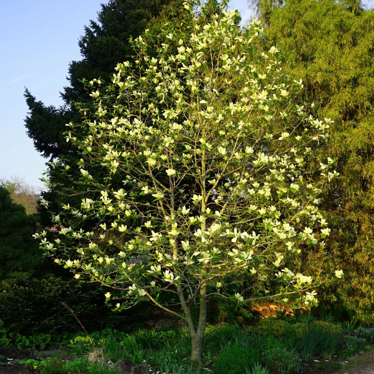 Magnolia galbena "Yellow Bird" 1.30 - 1.50 m / Magnolia x "Yellow Bird" / - Gradina Noastra