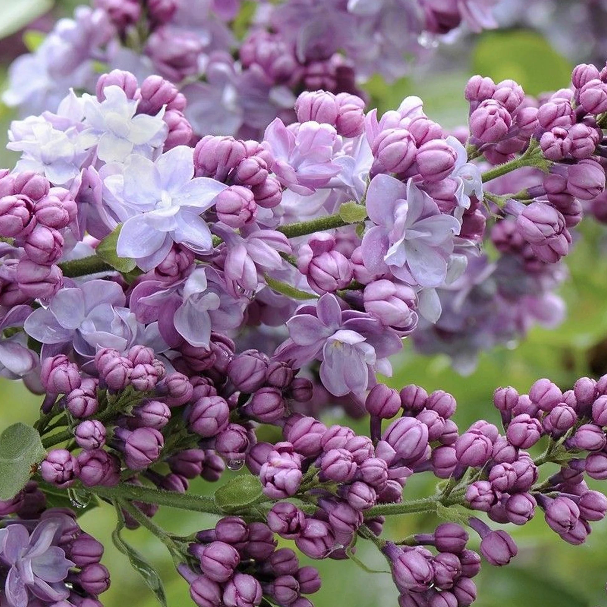 Liliac "Michel Buchner" / Syringa vulgaris "Michel Buchner" /