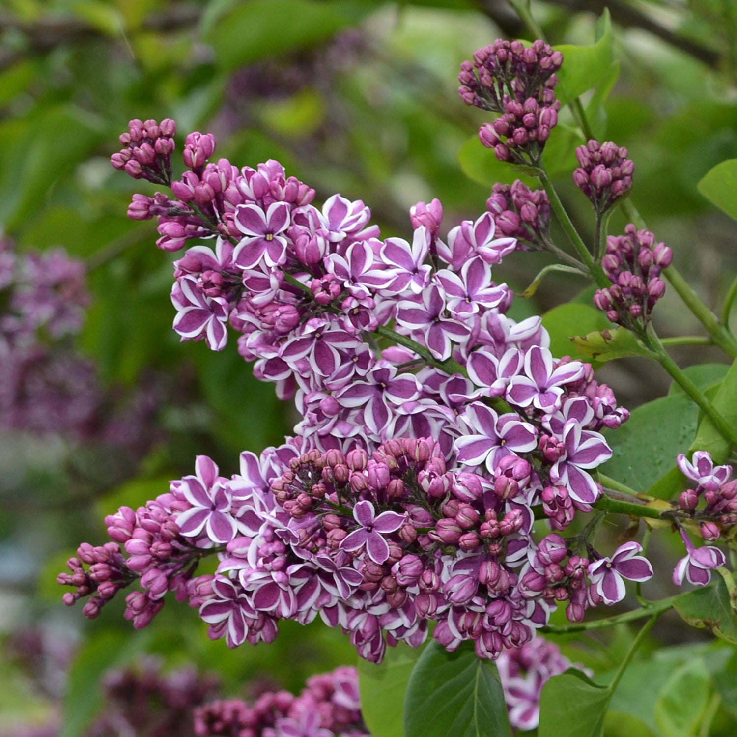 Liliac "Sensation" / Syringa vulgaris "Sensation" /
