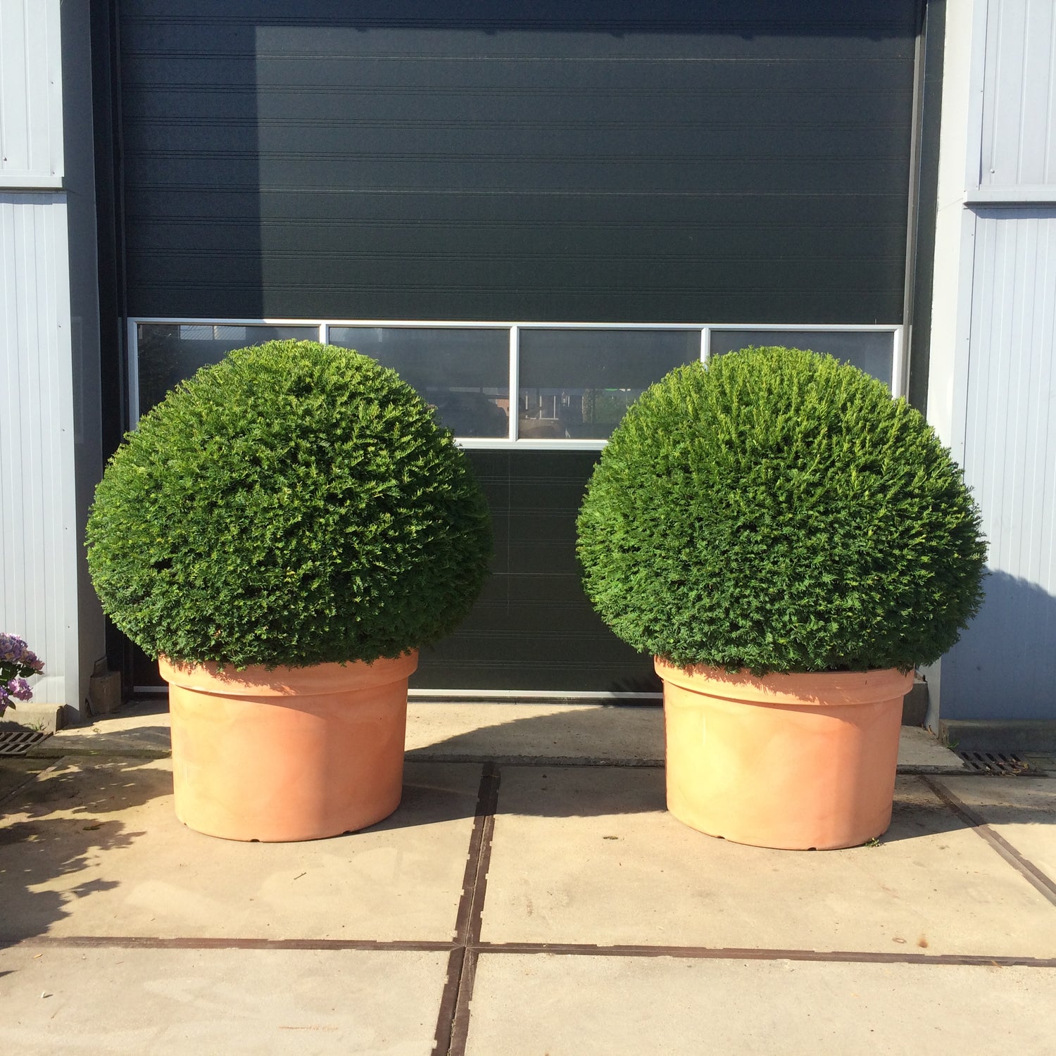 Tisa minge / Taxus baccata /